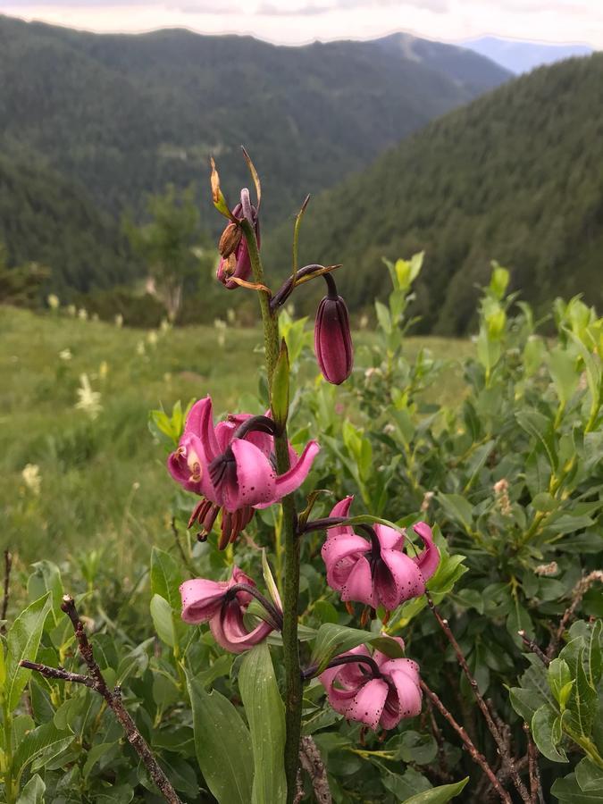 Willa Simonbauerhof Bad Kleinkirchheim Zewnętrze zdjęcie